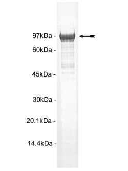 Eurofins DiscoverX MSK1 (2-end) Protein, Active 250 &mu;g | Buy Online | Eurofins DiscoverX | Fisher Scientific